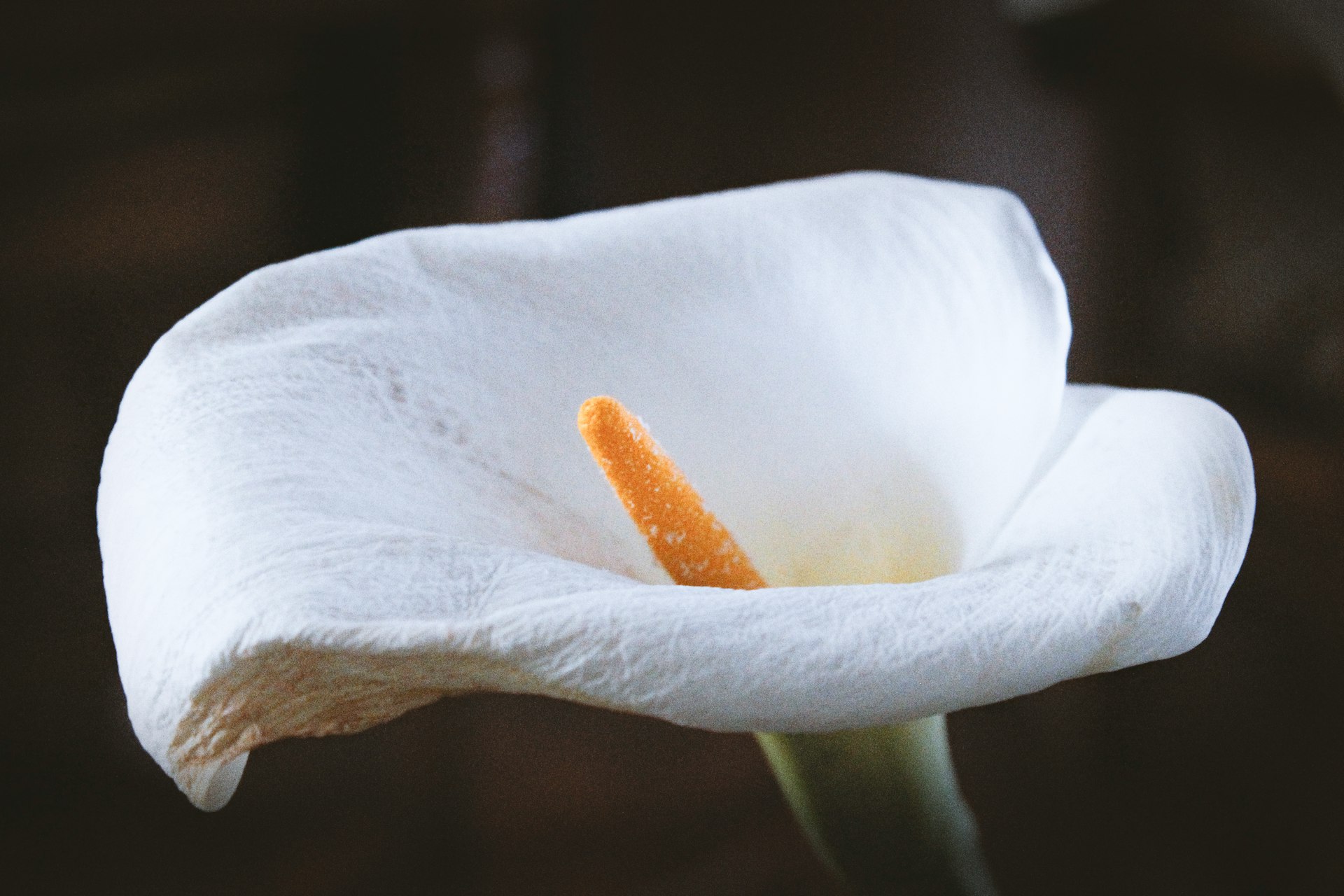 white petal flwer